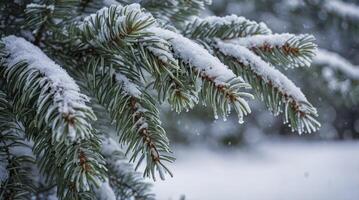 Snow Covered Fir Tree Branches in Winter Wonderland Close Up photo