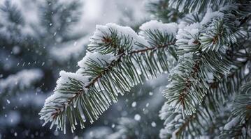 Snow Falling on Evergreen Branches Creates a Winter Wonderland Scene photo