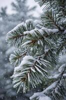 Snow Covered Pine Tree Branches During Winter Season with Snowfall photo