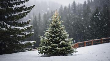 Evergreen Tree Standing Alone in Snowy Field During a Winter Storm photo