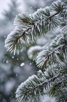 Snow Falling on Evergreen Branches Creating a Winter Wonderland Scene photo