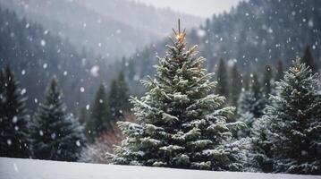 A snow covered pine tree in the middle of a forest photo