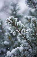 Snow Covered Pine Tree Branch in Winter with Falling Snow photo