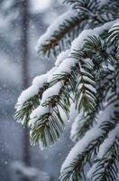 Snowy Evergreen Branch Close-up During Winter with Melting Snow Droplets photo