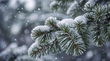 Snowy Evergreen Branch During Winter Snowfall in Soft Focus Light photo