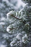 Snow Falling on Evergreen Branches in Winter Forest Scene photo