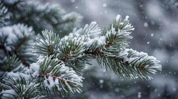 Snow Covered Pine Branch in Winter During a Gentle Snowfall photo