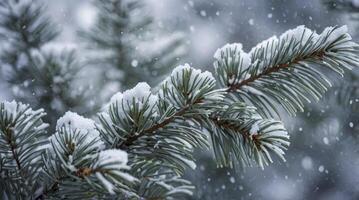 Snow Covered Evergreen Branch During Winter Season with Falling Snow photo