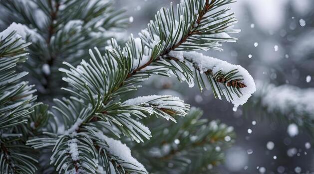 Snow Covered Evergreen Tree Branch with Soft Falling Snow Texture photo