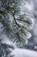 Snowy Pine Tree Branch Close-up During Winter Season Falling Snow photo