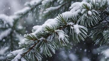 Snowy Pine Branch During Winter Season with Falling Snowflakes Background photo