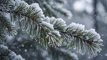Snow Covered Pine Tree Branch with Water Droplets on Winter Day photo