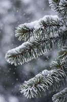 Snow Falling on Evergreen Tree Branches in a Winter Forest Scene photo