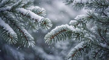 Snow Covered Evergreen Tree Branches During a Winter Season Snowfall photo