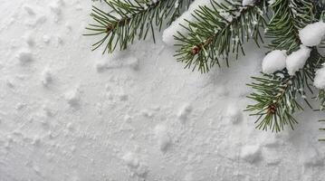 Pine Branch on Snow Background for Winter Season or Christmas Decor photo