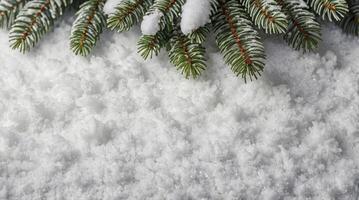Evergreen Branch on Fresh Snow Winter Background Holiday Season Image photo