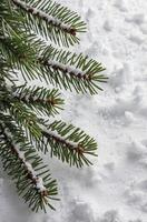 Evergreen Fir Branch on Fresh Snow Background for Winter Holidays photo