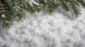 Snow Covered Spruce Branch Lying on Fresh Snow with Space photo