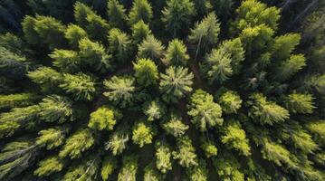 Aerial View of Green Forest Canopy with Sunlight, Nature Background photo