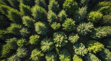 Aerial View of Green Pine Forest Canopy and Woodland Trees photo