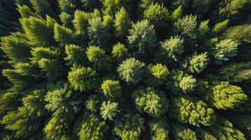Aerial View of Green Forest Canopy with Sunlight Filtering Through Trees photo