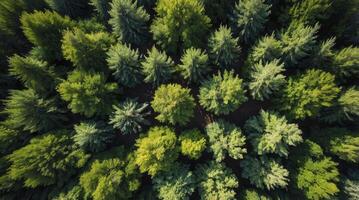 Aerial View of Dense Green Forest Canopy with Natural Light photo
