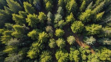 Aerial View of Green Forest Trees and a Hiking Trail Landscape photo