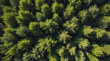 Aerial View of Lush Green Forest Canopy in Summer Sunlight photo