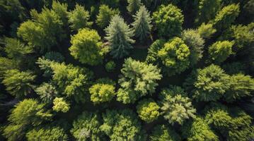 Aerial View Green Forest Canopy with Lush Deciduous and Coniferous Trees photo