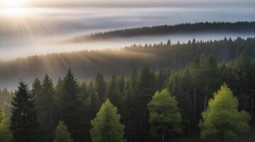 Scenic Forest Landscape with Fog and Sunlight Streaming Through Trees photo