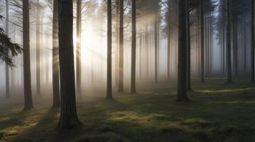 Sun Rays Shining Through Misty Forest Canopy with Green Grass photo