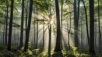Sun Rays Shining Through Forest Trees Creating a Magical Atmosphere photo