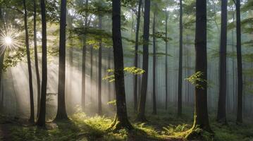 Sun Rays Through Woodland Trees Creating a Magical Forest Scene photo