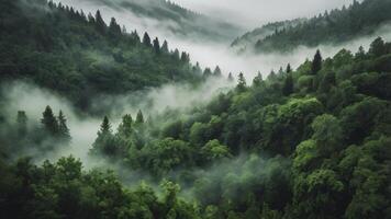 Misty Forest Landscape with Green Trees and Foggy Mountain Valley photo