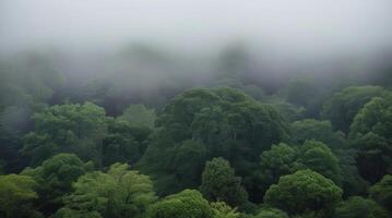 Dense Green Forest Canopy Emerging Through Thick Fog Landscape View photo