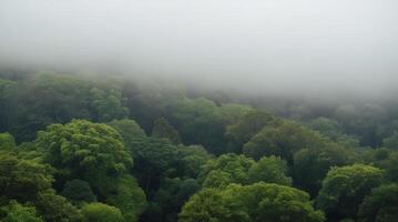 Aerial View of Green Forest Tree Canopy in Foggy Weather photo