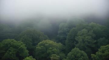 Dense Forest Canopy View Covered in Fog and Mist Atmosphere photo