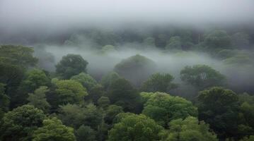 Overhead View of Misty Forest with Green Trees and Foggy Sky photo