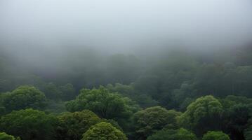 Misty Forest Landscape Aerial View with Green Trees and Dense Fog photo