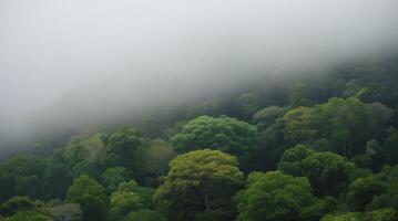 Dense Green Forest Landscape in Misty Weather with Clouds Over Trees photo