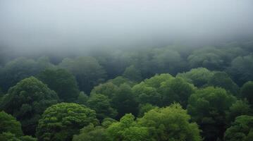 Aerial View of Lush Green Forest Canopy in Mysterious Fog photo