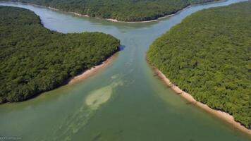 Aerial View of River Delta Surrounded by Dense Green Forest photo