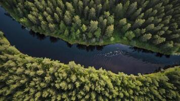 Aerial View of Dark River Flowing Through Green Forest Landscape photo