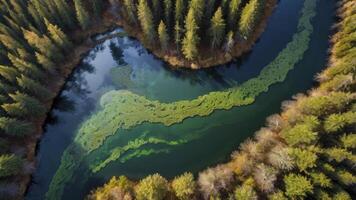 Aerial View of River Winding Through Forest with Green Algae Bloom photo