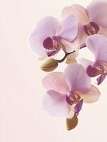 Elegant Orchid Blossoms in Soft Light with Pastel Color Palette photo