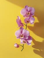 Blooming Pink Orchid on Yellow Background with Strong Sunlight and Shadow photo