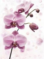 Elegant Pink Orchid Blooming with Bokeh Effect for Floral Design photo