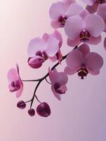 Blooming Pink Orchid Branch on Soft Gradient Background for Elegant Designs photo