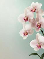 Elegant Orchid Branch with Soft White Petals and Pink Center photo