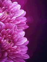 Pink Chrysanthemum Flower Blooming with Gradient Purple Background for Floral Design photo